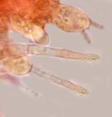 Image result for Melanoleuca rasilis var. pseudoluscina