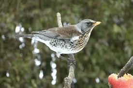 Attēlu rezultāti vaicājumam “Turdus pilaris”