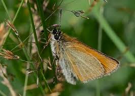 Attēlu rezultāti vaicājumam “Thymelicus lineola”