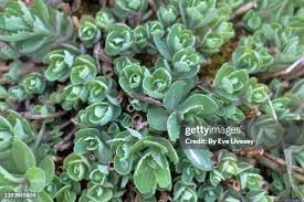 Attēlu rezultāti vaicājumam “Crassulaceae”