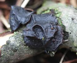 Attēlu rezultāti vaicājumam “Exidia glandulosa”