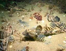 Image result for Myoxocephalus octodecemspinosus