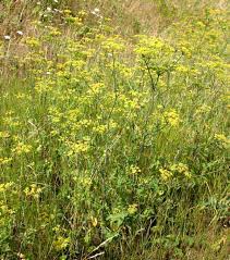 Attēlu rezultāti vaicājumam “Pastinaca sativa subsp. sylvestris flower”