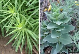 Attēlu rezultāti vaicājumam “Linaria vulgaris bud”