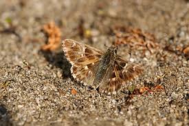 Attēlu rezultāti vaicājumam “Carcharodus floccifera upperside”