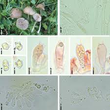 Attēlu rezultāti vaicājumam “Rimbachia neckerae”