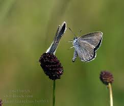 Attēlu rezultāti vaicājumam “Maculinea teleius”