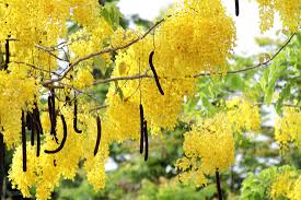 Attēlu rezultāti vaicājumam “Laburnum alpinum flower”