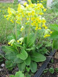 Image result for Schlüsselblumen