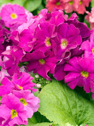 Image result for Primula obconica