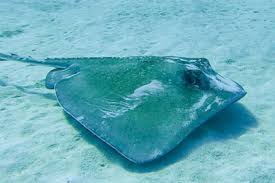 Image result for Bathytoshia brevicaudata