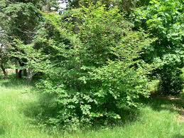 Attēlu rezultāti vaicājumam “Hamamelis”