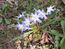 Attēlu rezultāti vaicājumam “Scilla siberica bud”