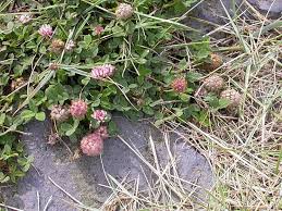 Attēlu rezultāti vaicājumam “Trifolium fragiferum”