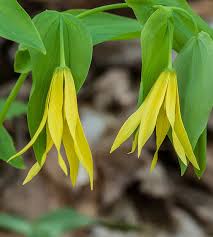 Attēlu rezultāti vaicājumam “Uvularia grandiflora”
