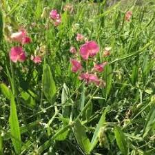Attēlu rezultāti vaicājumam “Lathyrus sylvestris leaf”