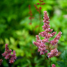 Image result for Astilbe