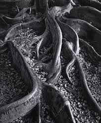 Image result for Ansel Adams Aspens New Mexico