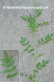 Attēlu rezultāti vaicājumam “Cardamine impatiens leaf”