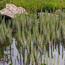 Attēlu rezultāti vaicājumam “Hippuris vulgaris”