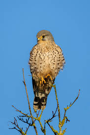 Attēlu rezultāti vaicājumam “Falco tinnunculus”