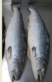 Image result for Salmo salar