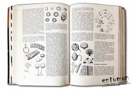 Attēlu rezultāti vaicājumam “Symphytocarpus trechisporus plasmodium”
