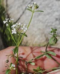 Attēlu rezultāti vaicājumam “Galium palustre fruit”
