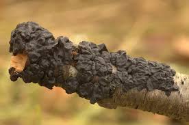 Attēlu rezultāti vaicājumam “Exidia glandulosa”