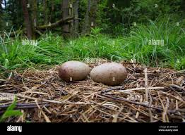 Attēlu rezultāti vaicājumam “Grus grus eggs”