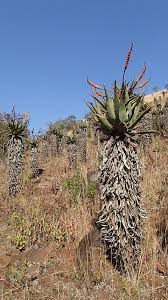 Attēlu rezultāti vaicājumam “Xanthorrhoeaceae”
