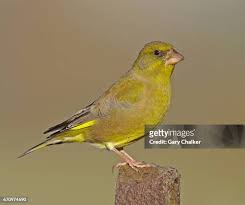 Attēlu rezultāti vaicājumam “Chloris chloris male”