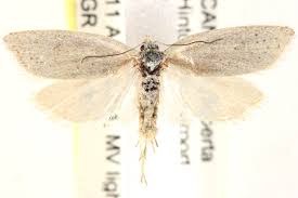 Attēlu rezultāti vaicājumam “Eana incanana”