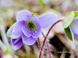 Attēlu rezultāti vaicājumam “Hepatica nobilis bud”