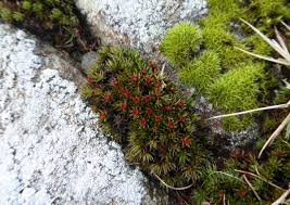 Attēlu rezultāti vaicājumam “Polytrichum piliferum sporophyte”