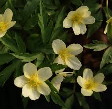 Attēlu rezultāti vaicājumam “Anemone x lipsiensis”