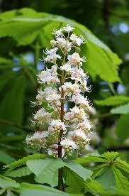 Attēlu rezultāti vaicājumam “Aesculus hippocastanum flower”