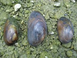 Attēlu rezultāti vaicājumam “Unio crassus”