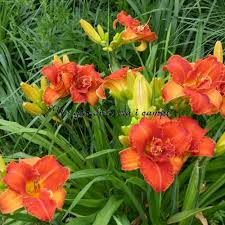 Image result for Hemerocallis `Moses Fire`