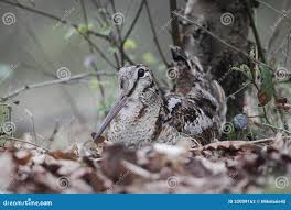 Attēlu rezultāti vaicājumam “Scolopax rusticola nest”