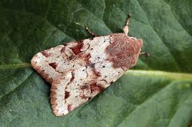 Attēlu rezultāti vaicājumam “Orthosia incerta”