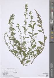 Attēlu rezultāti vaicājumam “Chenopodium polyspermum”