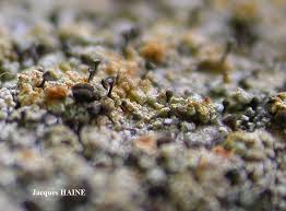 Attēlu rezultāti vaicājumam “Chaenotheca ferruginea”