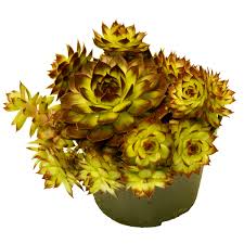 Image result for echtes Hauswurz