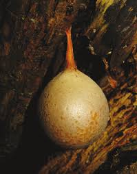 Attēlu rezultāti vaicājumam “Lycogala cf. oleocrystalliferum spores”