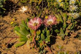 Attēlu rezultāti vaicājumam “Campylophyllum calcareum sporophyte”