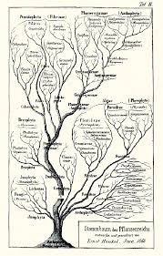 Image result for Evolution Stammbaum