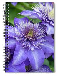 Image result for clematis multi blue