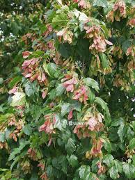 Attēlu rezultāti vaicājumam “Acer pseudoplatanus flower”