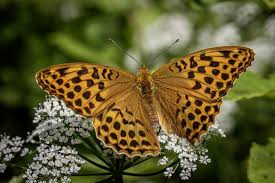 Attēlu rezultāti vaicājumam “Argynnis paphia female”